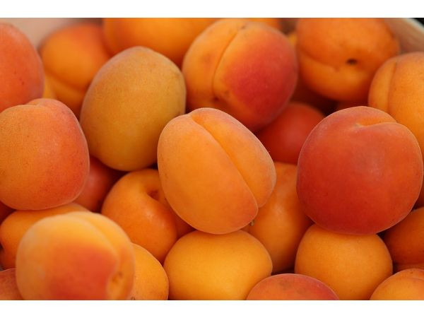 Giảm táo bón: Quả mơ có nhiều chất xơ và rất tốt cho hoạt động của ruột. Những người bị táo bón được khuyên ăn trái mơ vì tính chất nhuận tràng của nó. Hàm lượng chất xơ trong quả mơ kích thích các chất lỏng dạ dày và tiêu hóa giúp hấp thụ các chất dinh dưỡng và phá vỡ thực phẩm, làm cho việc xử lý dễ dàng hơn.