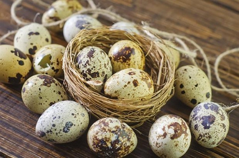 Giảm đau dạ dày và đau bụng: Trứng chim cút có thể là một phương thuốc thần kỳ cho các rối loạn tiêu hóa như viêm dạ dày, loét dạ dày, loét tá tràng… Các hợp chất chống oxy hóa mạnh và kiềm trong những quả trứng này sẽ kiểm soát các vấn đề tiêu hóa của bạn.