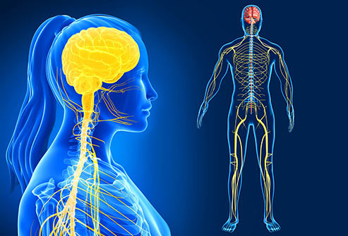 Duy trì hệ thần kinh khỏe mạnh: Trứng chim cút đã được chứng minh là có hiệu quả trong việc chống lại các vấn đề căng thẳng, đau nửa đầu, tăng huyết áp, trầm cảm, hoảng loạn và các bệnh lo âu. Ảnh: Internet.