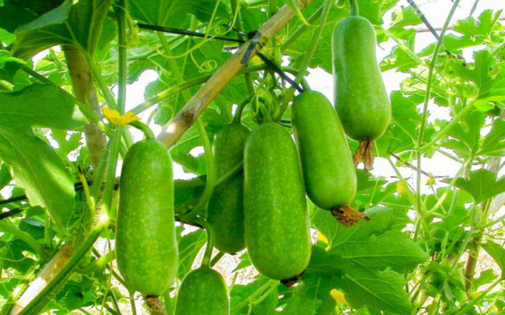 Bí đao: Với tính mát và vị ngọt đậm, bí đao có công dụng thanh nhiệt, lợi tiểu, giảm độc và giảm béo, rất thích hợp với người bị viêm túi mật và sỏi đường mật. Dùng dưới dạng chế biến thành các món ăn hoặc ép lấy nước uống.