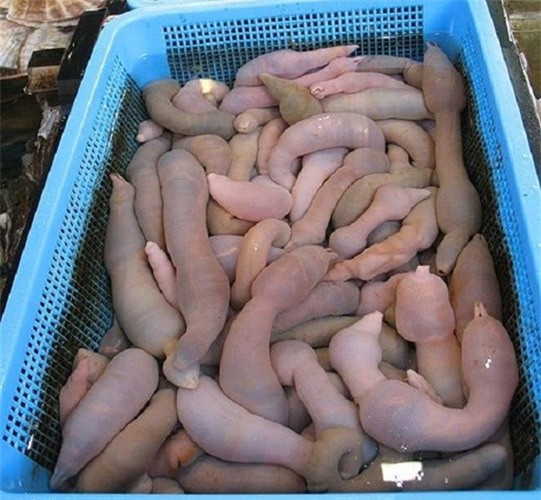 Cá dương vật có hình dáng khá giống với “của quý” của nam giới...