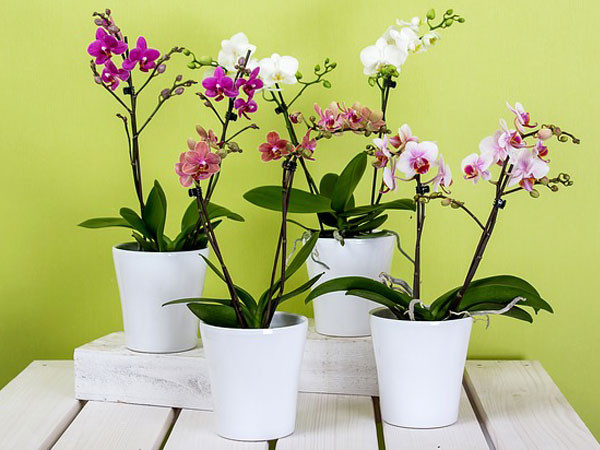 Cây trồng trong phòng ngủ giúp gia tăng nồng độ oxy trong không khí: Thực vật hấp thu khí carbon dioxide và “nhả” ra khí oxy. Đó là lý do tại sao đặt vài chậu cây trong phòng ngủ của bạn sẽ giúp cải thiện chất lượng không khí. Ảnh: Boldsky.