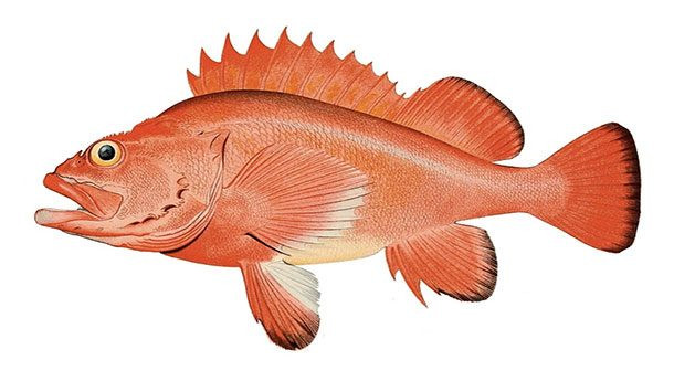 Một bang duy nhất ở Mỹ được phép buôn bán cá đỏ là Mississippi. Trong những năm 1980, các nhà hàng phục vụ nhiều món từ loại cá quý này khiến nhu cầu ngày càng tăng, dẫn đến nguy cơ tuyệt chủng. Ảnh: Guardian.