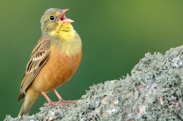 Chim sẻ rừng là món ăn quý tộc ở Pháp trong những năm 1960, việc ăn chim sẻ lại bị cấm hoàn toàn ở Mỹ và châu Âu. Ảnh: DW.