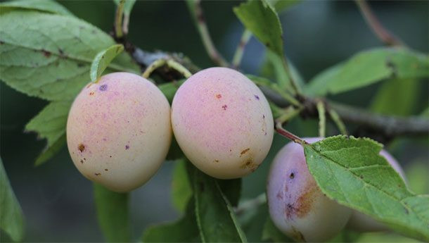 Loại mận Mirabelle có nguồn gốc từ Lorraine, Pháp này đã bị cấm ở Mỹ. Ảnh: CNN.