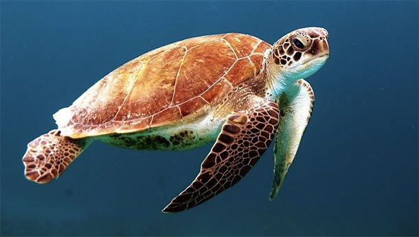 Rùa biển là món ăn ở nhiều quốc gia. Nhưng Mỹ cấm nhập khẩu và bán rùa biển nên người dân ở đây chỉ có thể... nhịn. Ảnh: Latimes.