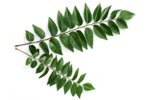 Lá cà ri cũng được sử dụng trong các sản phẩm làm đẹp ở Ấn Độ từ rất lâu. Do hàm lượng chất chống oxy hoá cao, lá cà ri thường có trong các sản phẩm chăm sóc da mặt và tóc. Ảnh: Wonderslist.