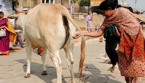 Bò là một loài động vật được tôn kính ở Ấn Độ từ thời cổ đại. Ngay cả nước tiểu và phân bò cũng trở thành bí quyết làm đẹp từ thời cổ đại như dùng trong sản phẩm bôi da mặt, điều trị mụn nhọt và trị nứt gót chân. Ảnh: Wonderslist.