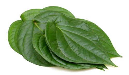 Lá trầu được người Ấn Độ cổ đại dùng trong điều trị da bị mụn, nhờ đặc tính giải độc của chúng. Ảnh: Wonderslist.