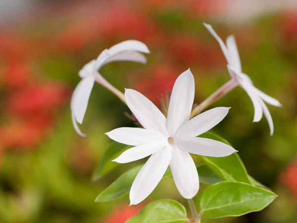 Lá cây hoa nhài có đặc tính kháng virut mạnh giúp chống lại vi khuẩn và virut. Ngắt 5-8 lá cây hoa nhài rồi xay với nước và lọc. Pha thêm một thìa mật ong để uống. Ảnh: Boldsky.