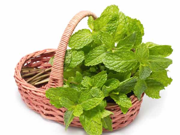 Lá bạc hà giàu vitamin C và giúp tăng cường hệ miễn dịch. Ảnh: Boldsky.