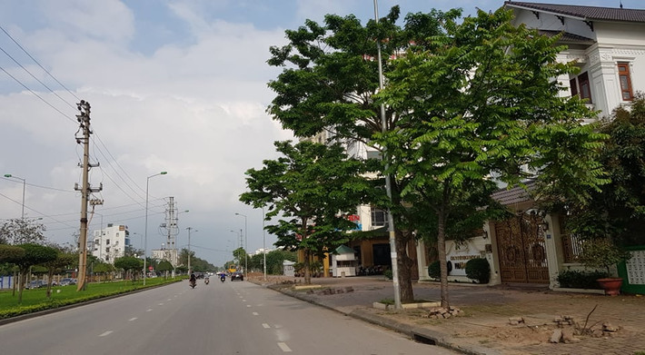 Hơn nữa, những cây cũ bị thay thế mới chỉ có tuổi đời vài năm.