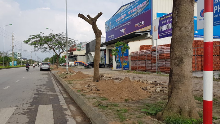 Tổng số kinh phí để thay thế cây xanh trên tuyến đường Trường Trinh khoảng 7 tỷ đồng.