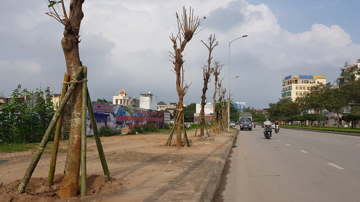 Trong khi những cây mới trồng trơ trọi, chưa thể có tán để phủ bóng.