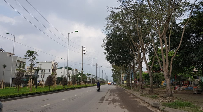 Đại diện Ban Quản lý dự án đầu tư xây dựng cơ bản TP Hải Dương khi trao đổi với PV báo Tri thức và Cuộc sống cho biết, tuyến đường Trường Chinh có 719 cây thuộc 29 chủng loại cây khác nhau nhưng nhiều chủng loại cây không nằm trong mục cây xanh đô thị, đa số các cây do người dân trồng tự phát.