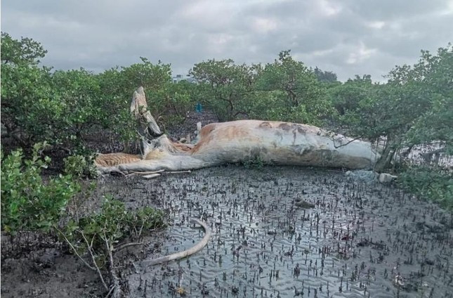 Vào sáng ngày 18/7, một số ngư dân tại đảo Quan Lạn, huyện Vân Đồn, Quảng Ninh phát hiện một xác cá voi nặng trên dưới 10 tấn đang trong quá trình phân hủy tại rừng ngập mặn ven bờ.
