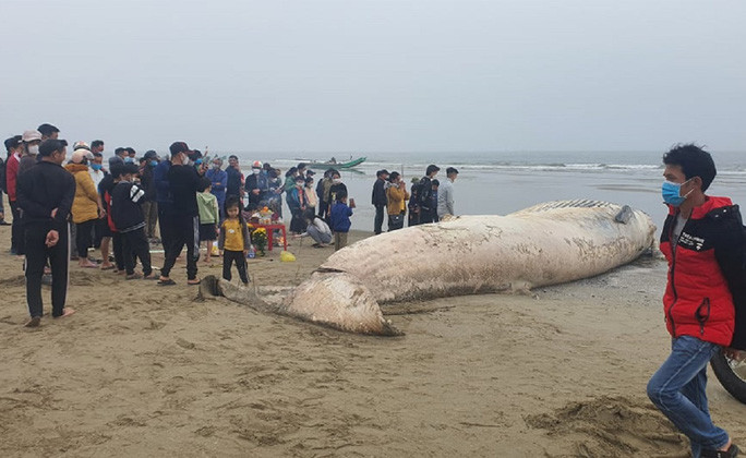 Trước đó, ngư dân ở nhiều tỉnh thành trên cả nước đã phát hiện một số xác cá voi nặng vài tấn trôi dạt vào bờ biển.