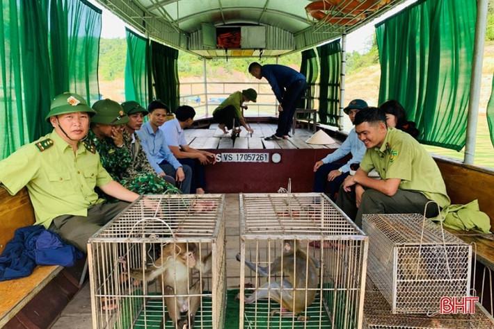 Theo thông tin từ Vườn Quốc gia Vũ Quang, các cá thể động vật hoang dã được tái thả lần này từng được các cơ quan chức năng và người dân bàn giao cho đơn vị. Sau khi tiếp nhận, các cá thể động vật này được nhân viên tại Vườn Quốc gia Vũ Quang chăm sóc, đảm bảo sức khỏe trước khi thả về môi trường tự nhiên phù hợp với vùng phân bố, sinh cảnh của từng loài.