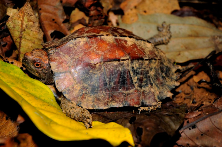 Rùa Sa Nhân thuộc nhóm IIB, được liệt kê trong Sách đỏ IUCN 2012 và cần được bảo vệ khẩn cấp.