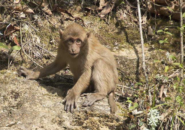 Khỉ mốc có tên khoa học là Macaca assamensis, thuộc bộ khỉ hầu. Chúng là động vật thuộc nhóm IIB - Nhóm động vật rừng nguy cấp, quý, hiếm cần được bảo vệ khẩn cấp.