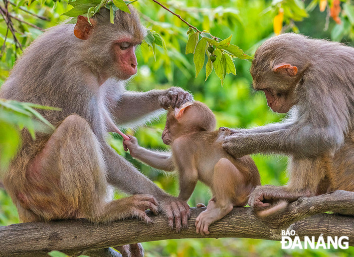Khỉ vàng có tên khoa học là Macaca mulatta. Đây là một trong 5 loài khỉ sinh sống tại Việt Nam được đưa vào danh mục các loài động vật rừng nguy cấp, quý hiếm thuộc nhóm IIB, Nghị định số 06/2019/NĐ-CP ngày 22 tháng 01 năm 2019 của Chính phủ về quản lý thực vật rừng, động vật rừng nguy cấp, quý hiếm và thực thi Công ước về buôn bán quốc tế các loài động vật, thực vật hoang dã nguy cấp.