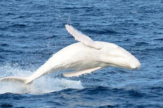 Không ai nhìn thấy con cá voi Migaloo trong khoảng 2 năm làm dấy lên hoài nghi nó có thể đã chết.