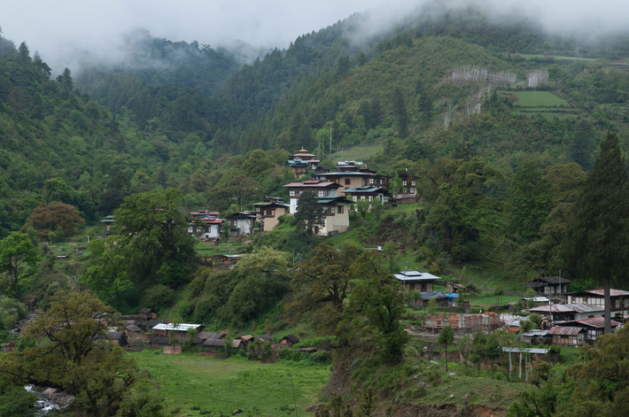 Không chỉ cấm giết mổ động vật, Bhutan quy định bắt buộc đất nước có ít nhất 60% lãnh thổ là rừng. Luật này đồng nghĩa với việc bất cứ ai chặt cây tại các cánh rừng (trừ khi có sự cho phép đặc biệt) thì sẽ bị phạt nặng, thậm chí có thể nhận án tù. Bhutan khuyến khích người dân trồng cây để làm chất đốt và vật liệu xây dựng.