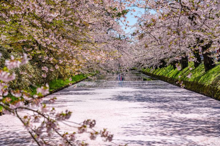 Sông Meguro: Sông Meguro có thể coi là địa điểm ngắm hoa đông đúc nhất Tokyo mỗi mùa anh đào nở. Ảnh: Istock.