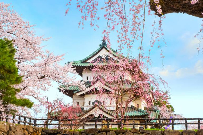 Công viên Hirosaki không chỉ là một trong những địa điểm ngắm hoa anh đào đẹp nhất Nhật Bản mà còn là nơi diễn ra lễ hội hoa anh đào hàng năm. Ảnh: Istock.