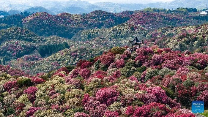 Thời điểm này, những đồi hoa đỗ quyên nở rộ tạo nên khung cảnh thiên nhiên rực rỡ sắc màu, thu hút nhiều người dân, du khách đến thưởng lãm.