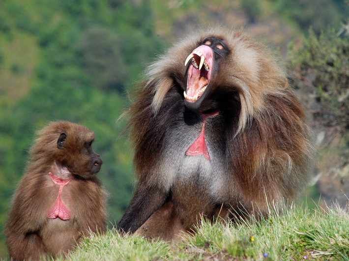 Những con khỉ Geladas cũng sở hữu bầy đán lớn nhất trong số các loài linh trưởng. Chúng có xã hội rất phức tạp và nhiều tầng. Đơn vị cơ bản là gia đình một con đực và một vài con cái. Từ những gia đình cơ bản này tạo thành một bầy lớn để cùng di chuyển. Đàn khỉ Gleadas lớn nhất được ghi nhận bao gồm tới 1200 cá thể.