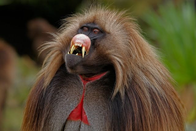 Geladas đực có răng nanh đáng sợ, cực khỏe nhưng vũ khí này không được sử dụng để săn giết con mồi. Thay vào đó, hàm răng sắc nhọn như dao cạo này được sử dụng để đe dọa những con đực khác, chiến đấu hoặc tự vệ trước những kẻ săn mồi.