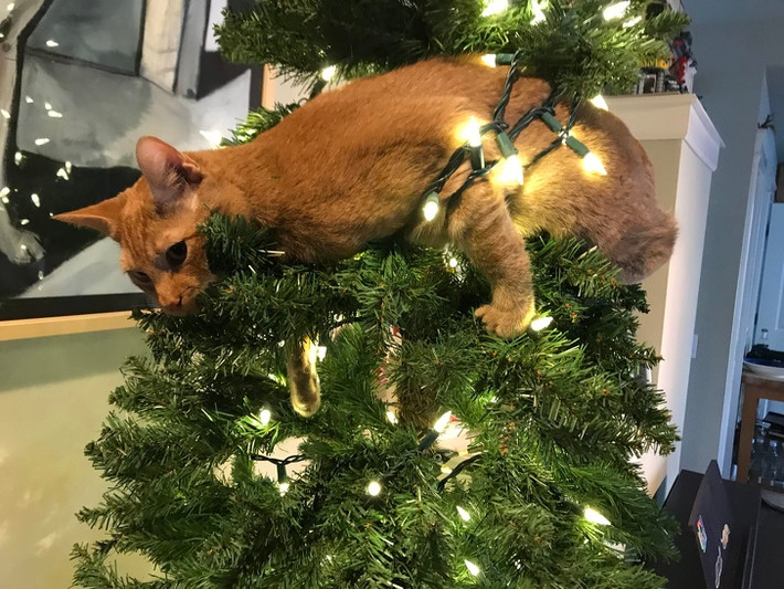 Vốn định lén lút lao lên đẩy ngã cây thông Noel, chú mèo này lại bị mắc kẹt khiến chủ nhân bắt quả tang tại trận.