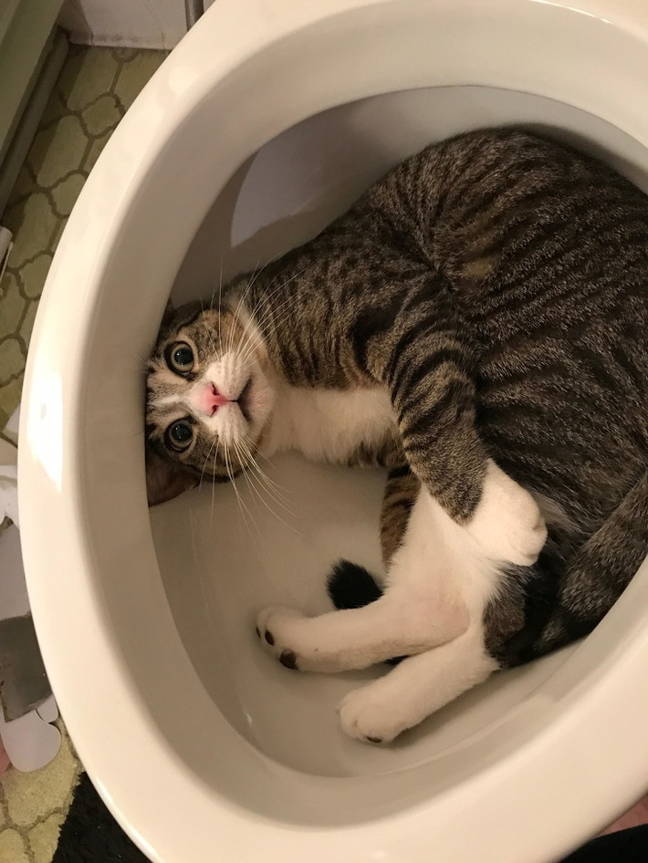 Đi vệ sinh lại trượt chân rơi thẳng xuống bồn cầu, con mèo này vừa hoảng vừa thẹn khi bị chủ nhân bắt gặp.