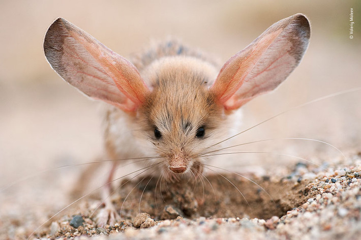Nhiếp ảnh gia Valeriy Maleev trong lúc khám phá sa mạc Gobi đã tình cờ gặp một con chuột nhảy jerboa tai dài. Khi máu di chuyển qua tai của những động vật thường sống về đêm này, nhiệt dư thừa sẽ tiêu tan trên da và do đó, chuột nhảy có thể giữ mát.
