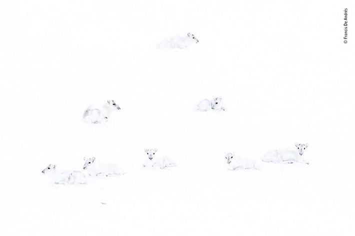 Quần đảo Svalbard của Na Uy là nơi có khí hậu rất khắc nghiệt. Thế nhưng những tuần lộc trắng đã thích nghi rất tốt. Chúng gần như ẩn thân hoàn toàn vào môi trường xung quanh. Ảnh của nhiếp ảnh gia Francis De Andres.
