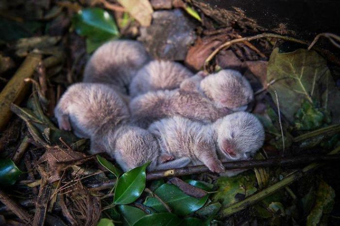 Rái cá khi mới sinh vô cùng đáng yêu. Chùng mềm mại và ấm áp, khiến người khác muốn ôm vào lòng mà yêu thương, che chở.