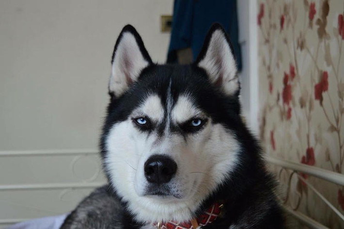 Chú chó Anuko là một chú chó thuộc giống chó Siberian Husky, hiện đang sống cùng cô chủ 23 tuổi, tên Jasmine Milton của mình.