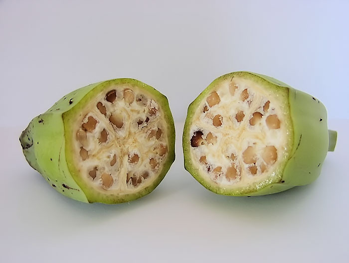 Trước khi trở thành những quả chuối như ngày này, chuối đã trải qua rất nhiều lần nhân giống chọn lọc từ những giống chuối dại chát đắng, ít thịt và rất nhiều hạt.