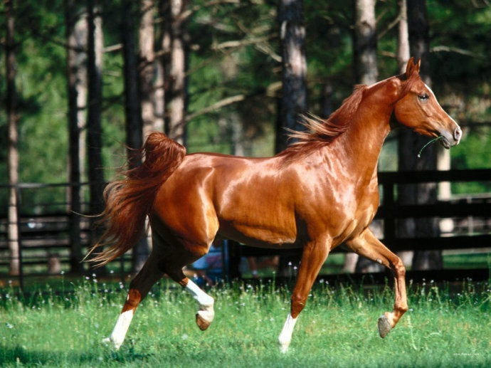 Akhal-Teke thuộc giống ngựa thuần chủng nhất thế giới, loài ngựa này có tốc độ phi mã cực nhanh và khả năng chịu đựng vô cùng dẻo dai.