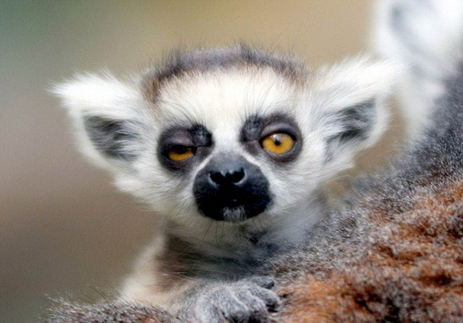 Bộ mặt ngái ngủ của chú Lemur.