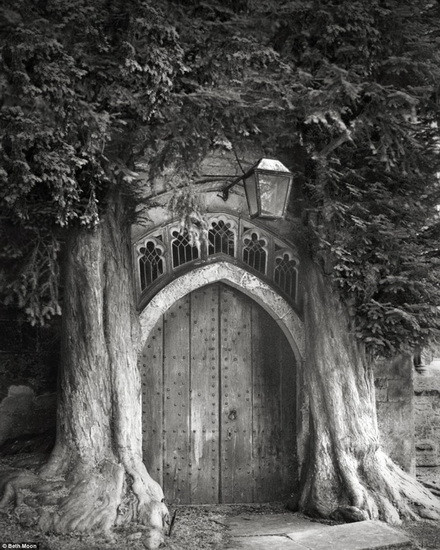 Cây thủy tùng ở một nhà thờ tại Gloucestershire.