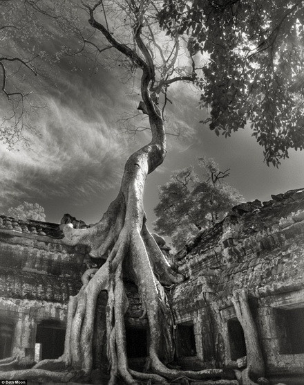 Cây Bayon Rilke mọc lên từ một đống đổ nát ở Campuchia.
