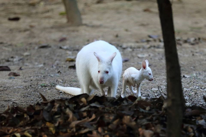 Hai mẹ con chuột túi chơi đùa.