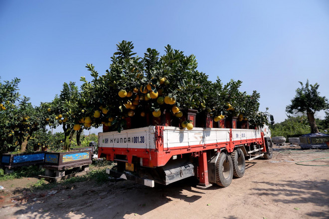 Khảo sát nhanh, năm nay giá cây có điều chỉnh giảm nhẹ nên khách hàng đến vườn sớm hơn cũng như dễ dàng xuống tiền mua cây cảnh. Các nhà vườn đều kỳ vọng doanh thu sẽ ổn dù dịch vẫn còn diễn biến phức tạp.