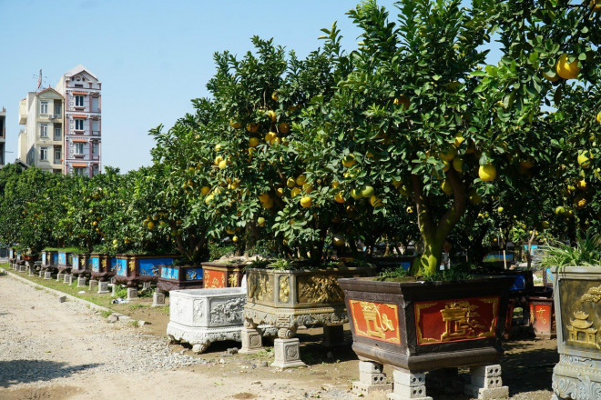 Vào thời điểm này, khắp các nhà vườn tại Văn Giang (Hưng Yên) đều tất bật chuẩn bị những công đoạn cuối cùng cho cây cảnh của mình, sẵn sàng phục vụ người dân dịp Tết