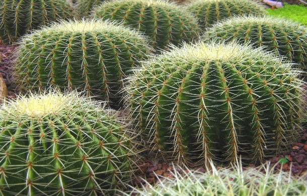 Vào thời xưa, người Aztec sử dụng những cây xương rồng có đầy gai nhọn để trừng phạt những đứa trẻ nghịch ngợm.