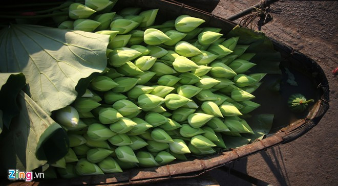 Trong đó có cả sen trắng, loài hoa tinh khiết, đẹp không kém so với sen hồng.