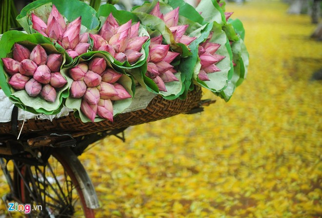 Một chiếc xe chở sen dựng trên thảm lá vàng rơi ở vỉa hè Hà Nội.
