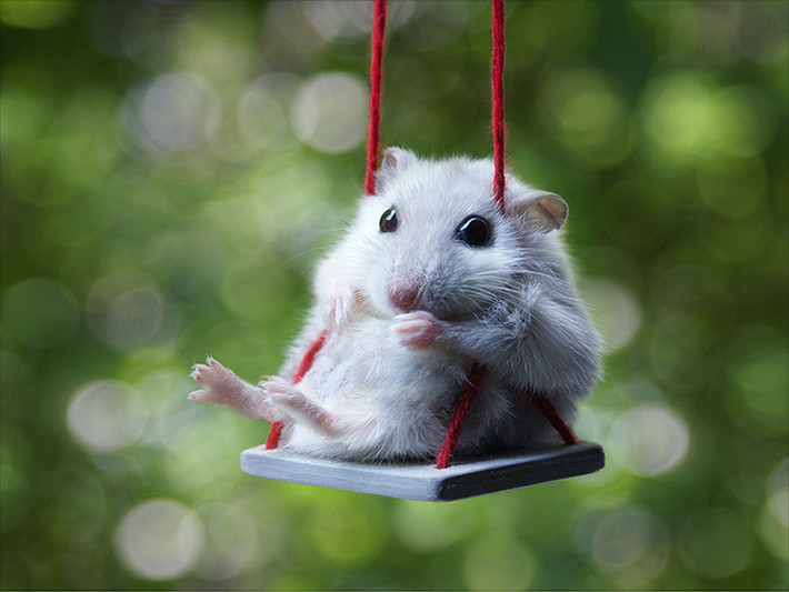 Chuột hamster là một trong những thú cưng dễ thương nhất, được lòng nhiều cô nàng yêu động vật nhất. Kích thước nhỏ nhắn, bộ lông mềm mượt, đôi mắt tròn đen láy khiến nhiều người mê như điếu đổ loài động vật này.